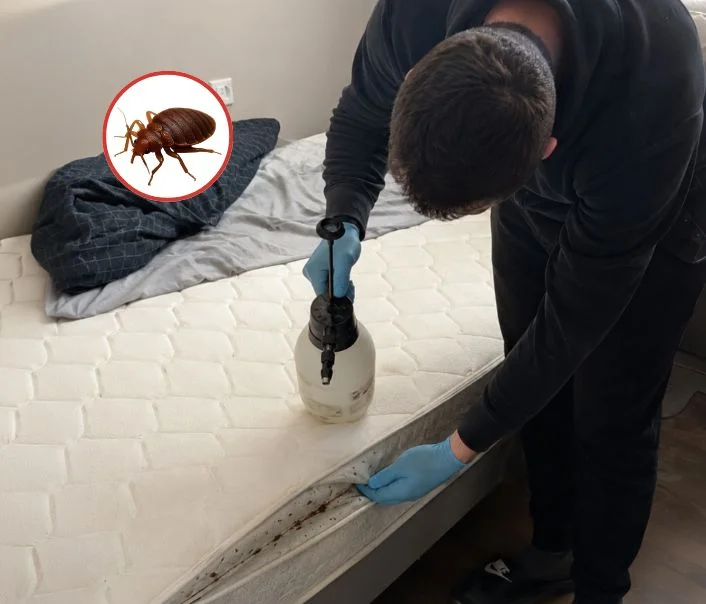 Technicien traitant un matelas contre les punaises de lit à Villetaneuse